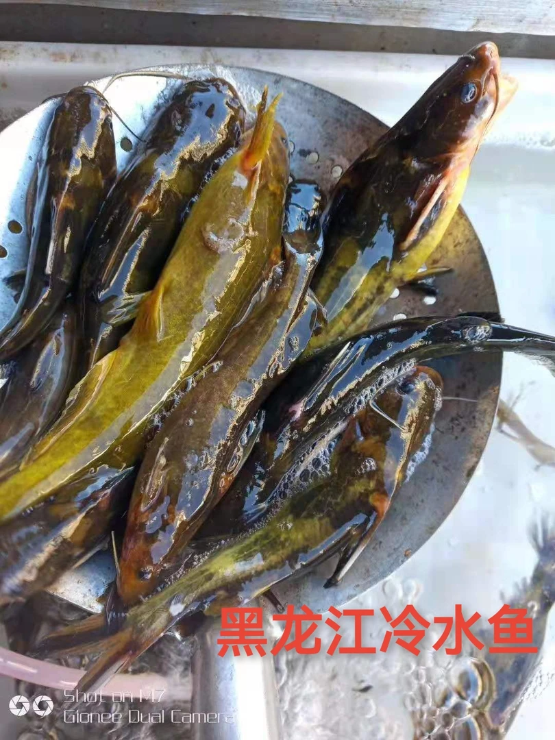 黑龙江冷水鱼乌苏里江源头嘎牙子（十八子之一）