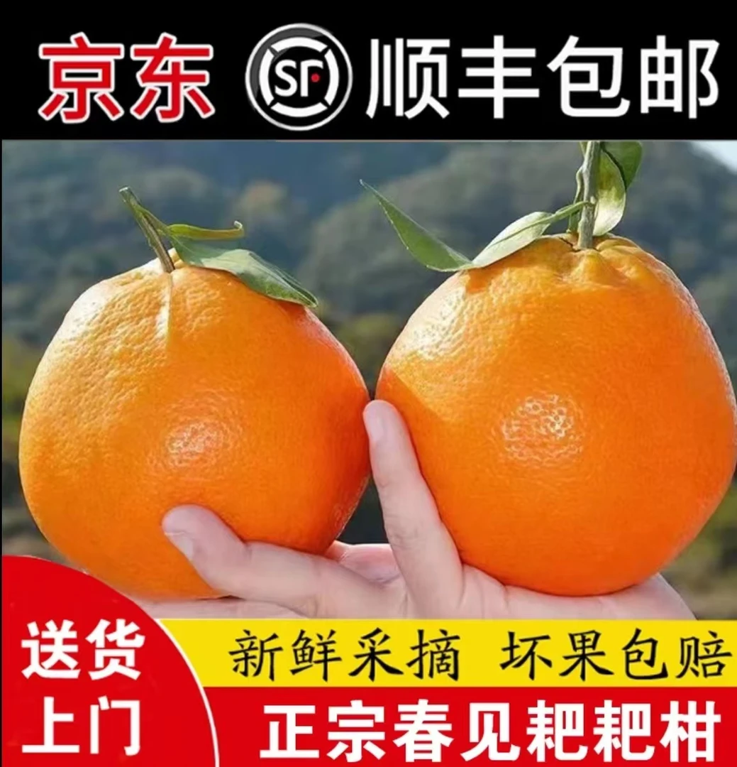 京东快递正宗春见耙耙柑四川眉山自家种植自然成熟精选到家柑橘子