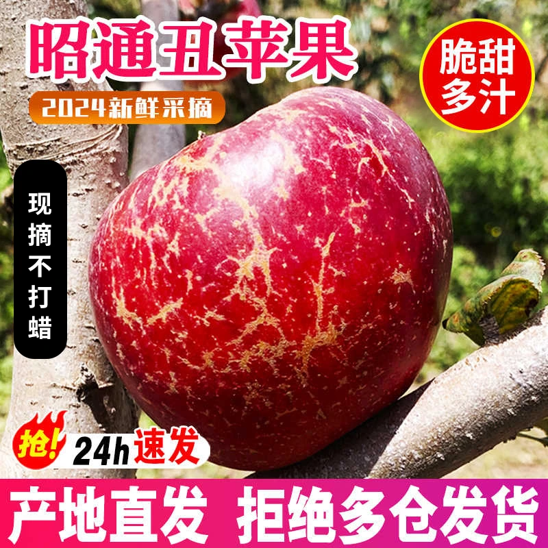 【昭通苹果】2024云南昭通丑苹果冰糖心红富士苹果新鲜现摘现发包邮