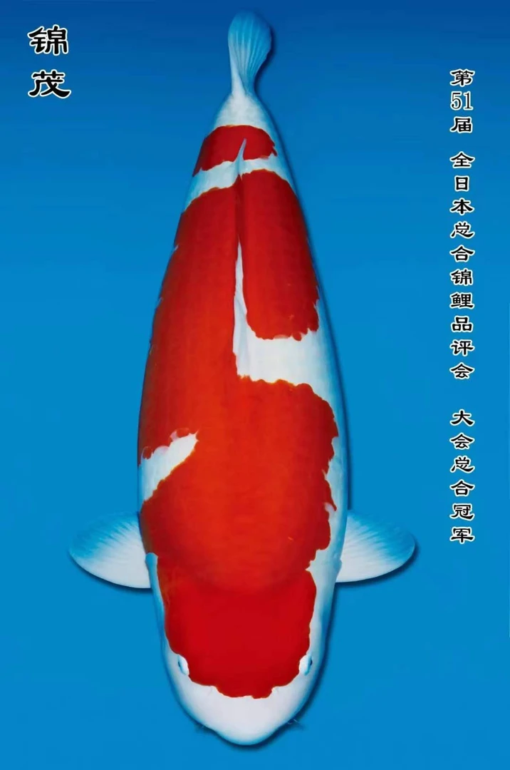 留养级精品锦鲤 进口血统自家产 不寄养 顺丰包邮包损 观赏价值高