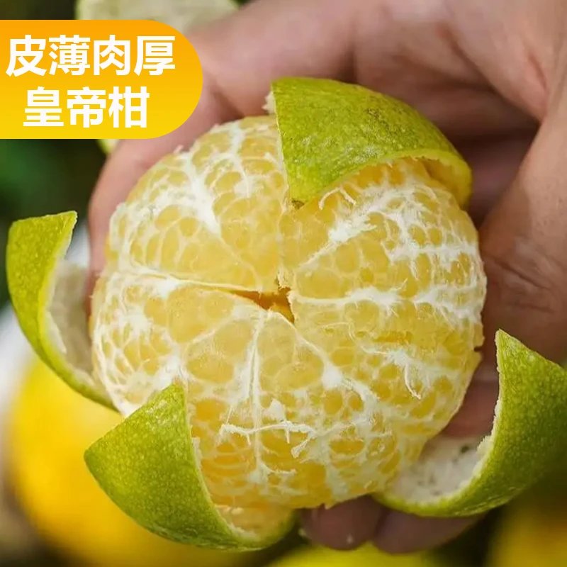 广西正宗皇帝柑鲜甜多汁源头直发新鲜果园现采现摘现发
