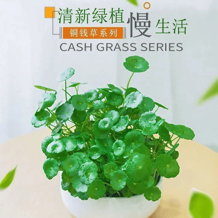 铜钱草种子四季长绿金钱草种籽土培水培种子均可种植盆栽