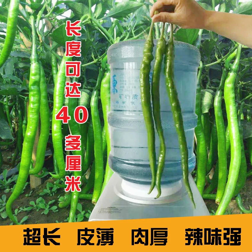 线椒种子长早熟春秋大田四季播室内盆栽湖南辣椒籽