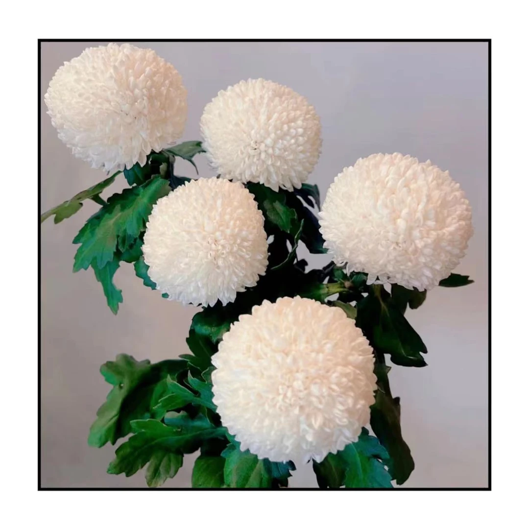 球形乒乓菊花种子四季种植开花易活室内室外耐寒耐热盆栽庭院