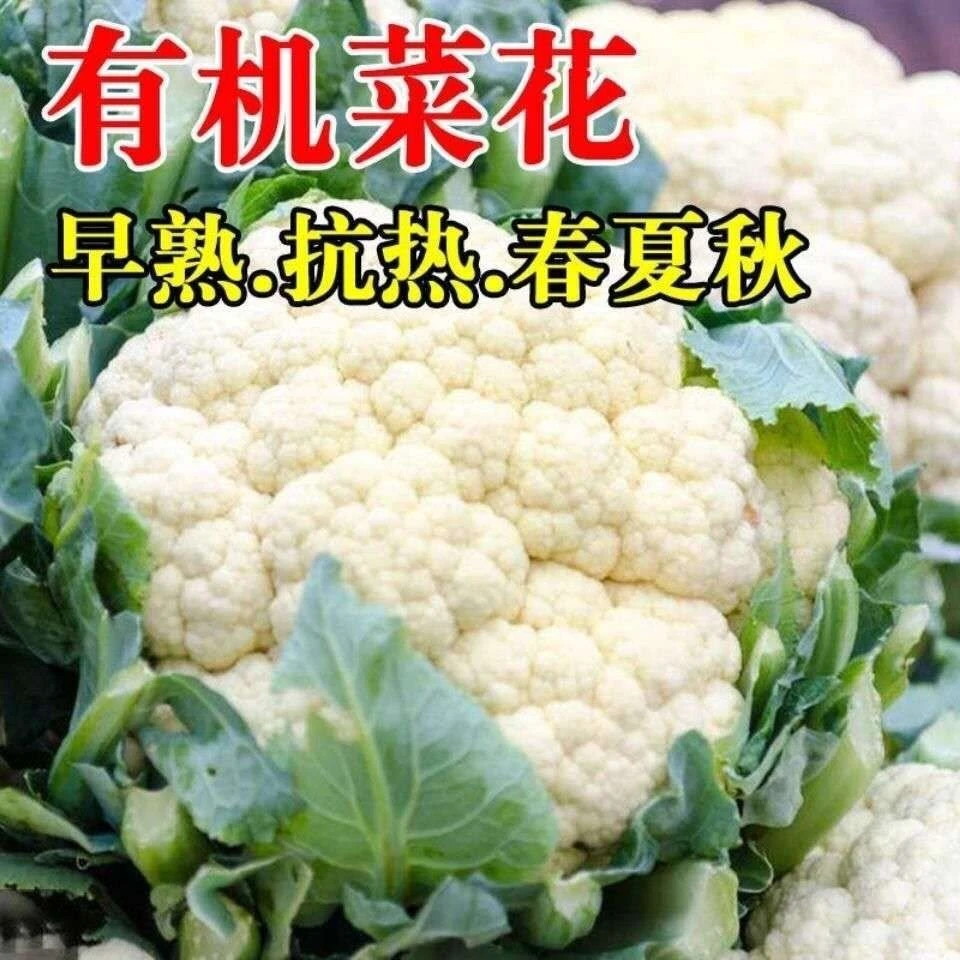 西兰花种子四季阳台蔬菜种子盆栽菜籽春季农西蓝花菜种子菜花种籽