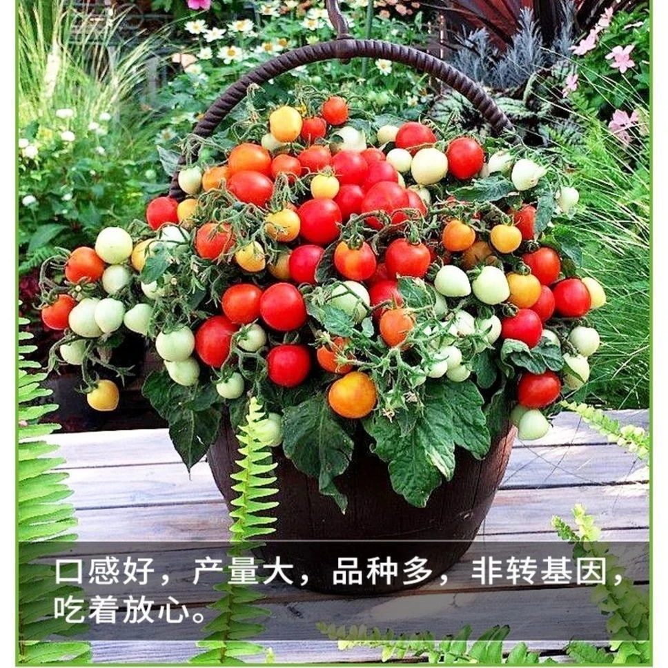 矮生小番茄种子小柿子种籽苗盆栽番茄阳台盆栽蔬菜水果四季播种
