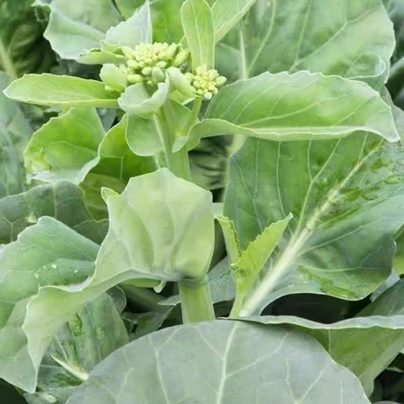 芥兰种子鸡腿芥蓝大田露天种植春季夏秋冬四季播盆栽种籽蔬菜庭院
