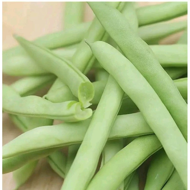 早熟有架四季豆种子爬藤四季播芸豆豆角种子红花无筋四季豆种