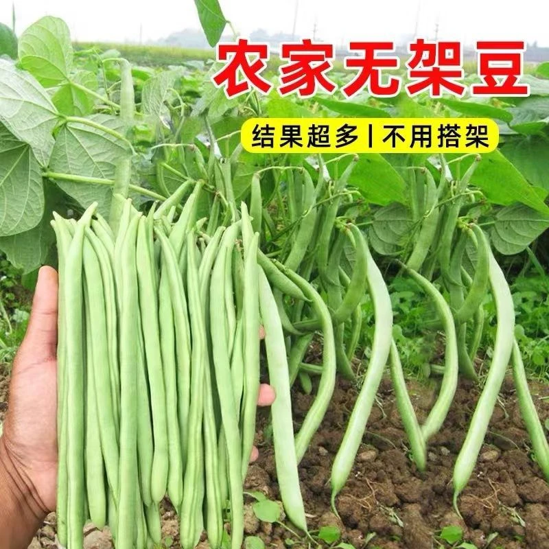 无架四季豆种子无筋地豆种子不用搭架刀豆种子春季庭院阳台菜种子