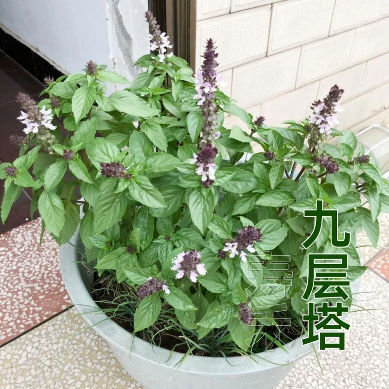 可食用九层塔种子种籽苗紫罗勒阳台四季盆栽香草九成塔孑叶