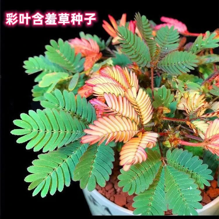 含羞草种子彩叶害羞草阳台盆栽植物庭院绿植花卉种子四季种籽