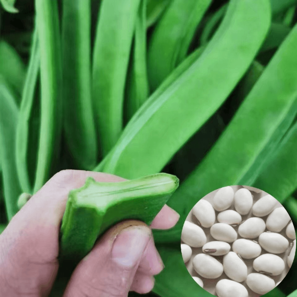 大刀豆种子爬藤大刀豆角种籽巨型扁豆巴西豆高产四季大豆角肉厚