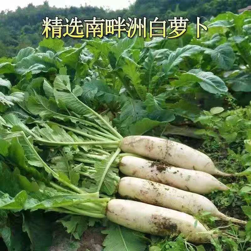 迟花晚大白萝卜种子不空心耐抽苔秋冬阳台蔬菜种籽