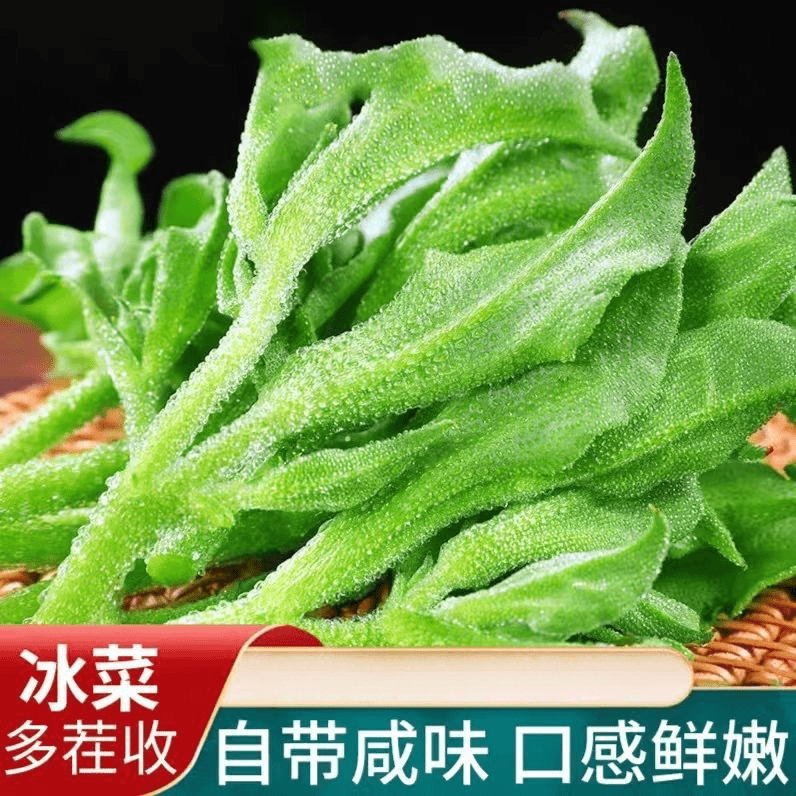 冰菜种子四季多年生冰草种子水晶冰菜种籽庭院蔬菜种子野菜种子孑