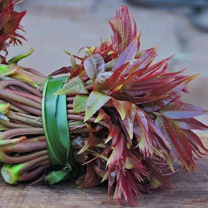 红油香椿种子口感好香味浓四季速生香椿香椿苗可食用