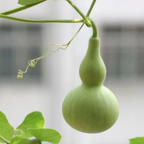 墨绿小葫芦翡翠葫芦盆栽手捻葫芦种子文玩亚腰种籽盆栽阳台