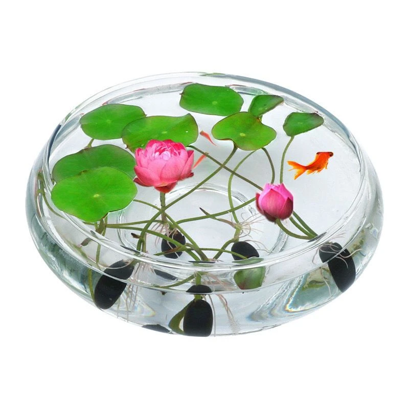 碗莲种子已开口四季播种水培植物睡莲荷花种子室内分在绿植花卉