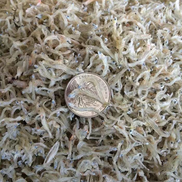 丁香鱼  无刺骨 丁香鱼饭 500g/包 250g/包 厨房蒸煮 丁香鱼仔