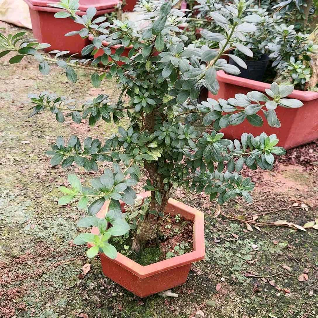 杜鹃天*加杜鹃盆景杜鹃盆景