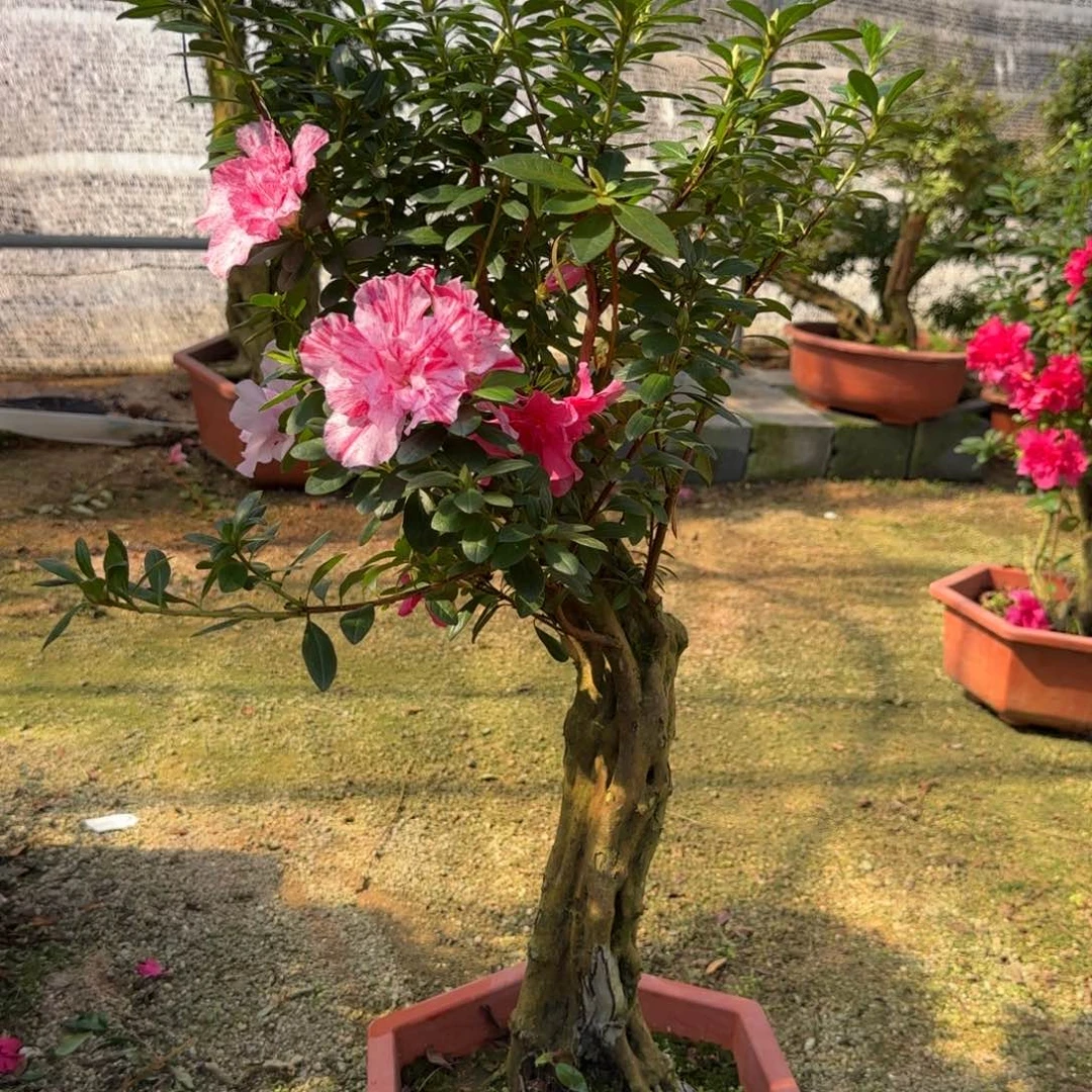 杜鹃盆景杜鹃盆景及****收