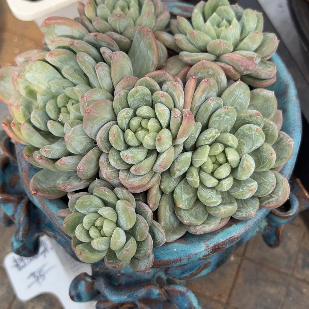 ?**心百搭裙，裸根发货