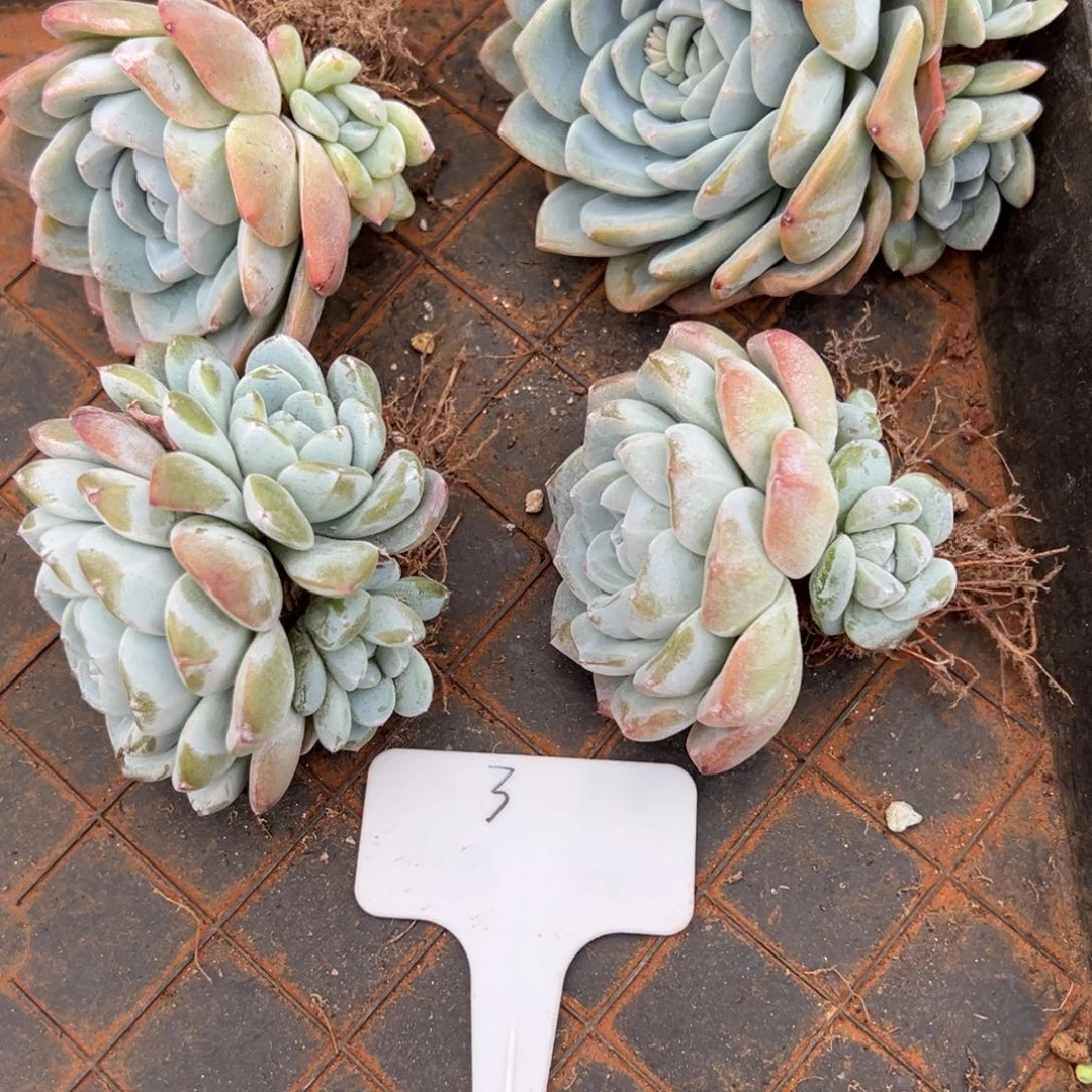 003。多肉植物4颗。裸根发货