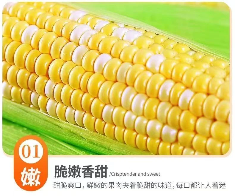 云南金银水果玉米5-9斤可生吃玉米包谷棒子新鲜颜色金黄脆嫩香甜