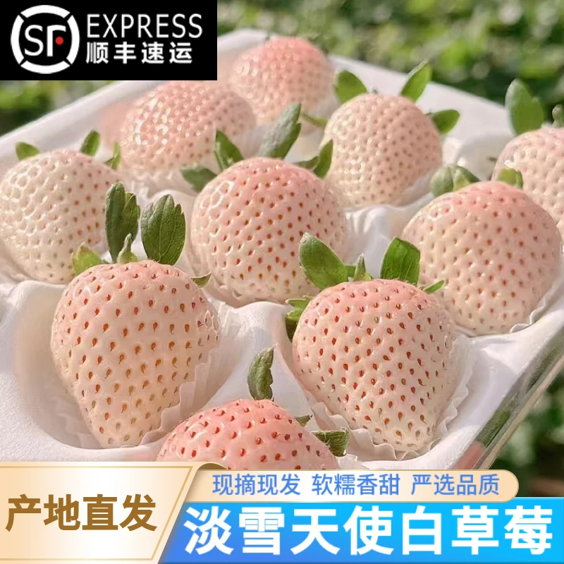 当季淡雪天使白草莓日本引进高端品种新鲜孕妇水果白雪公主甜顺丰
