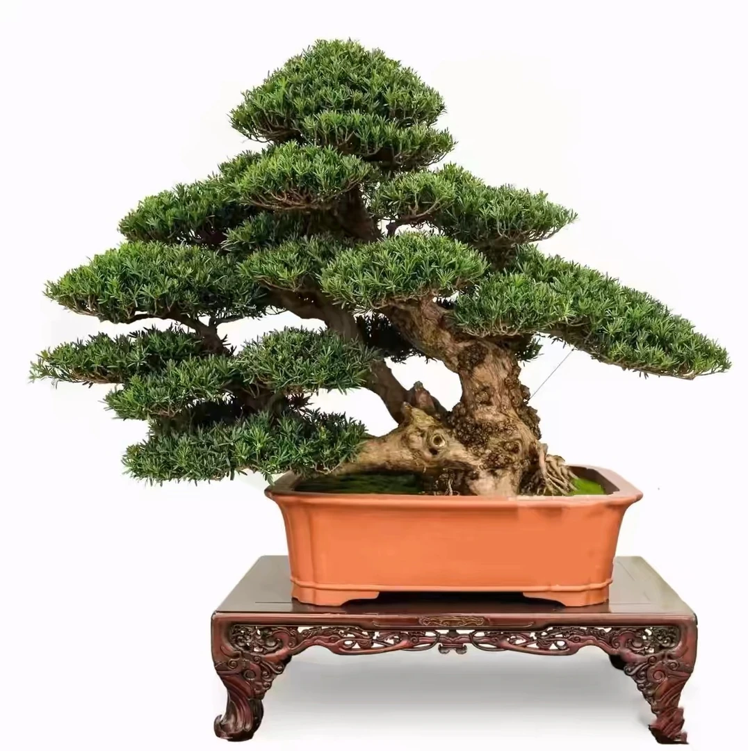 迎客松盆景四季常青老桩红芽珍珠罗汉松