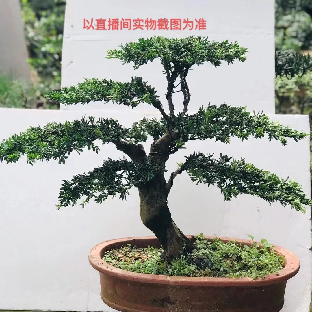 绿色盆景客厅办公室庭院摆放植物养护简单美观大盆景植物大型绿植