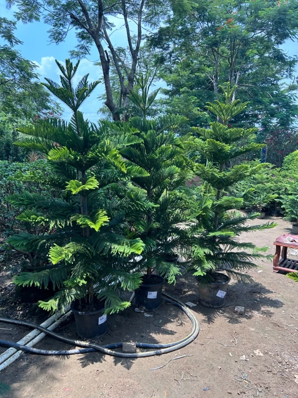 南洋杉可diy圣诞树盆景客厅花卉绿植盆栽四季常青 2米以上