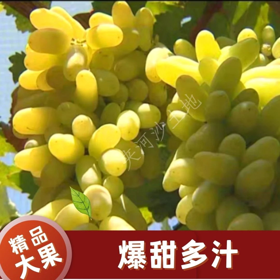 怀来马奶葡萄美人指葡萄新鲜现摘现发甘甜多汁应季水果