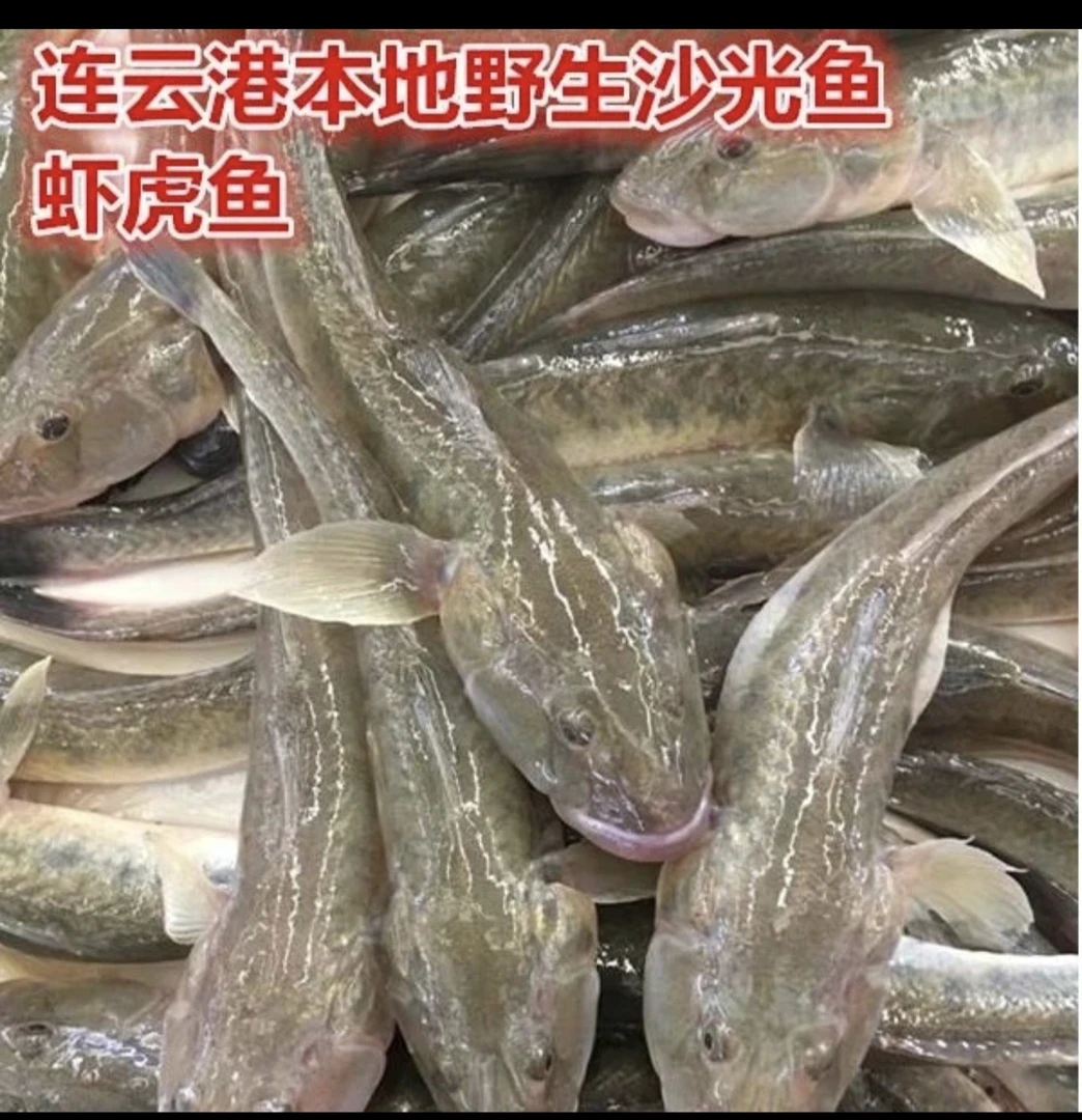 连云港发货新鲜沙光鱼龙尾鱼胖头鱼2-3条/斤速冻锁鲜118拍5斤包邮