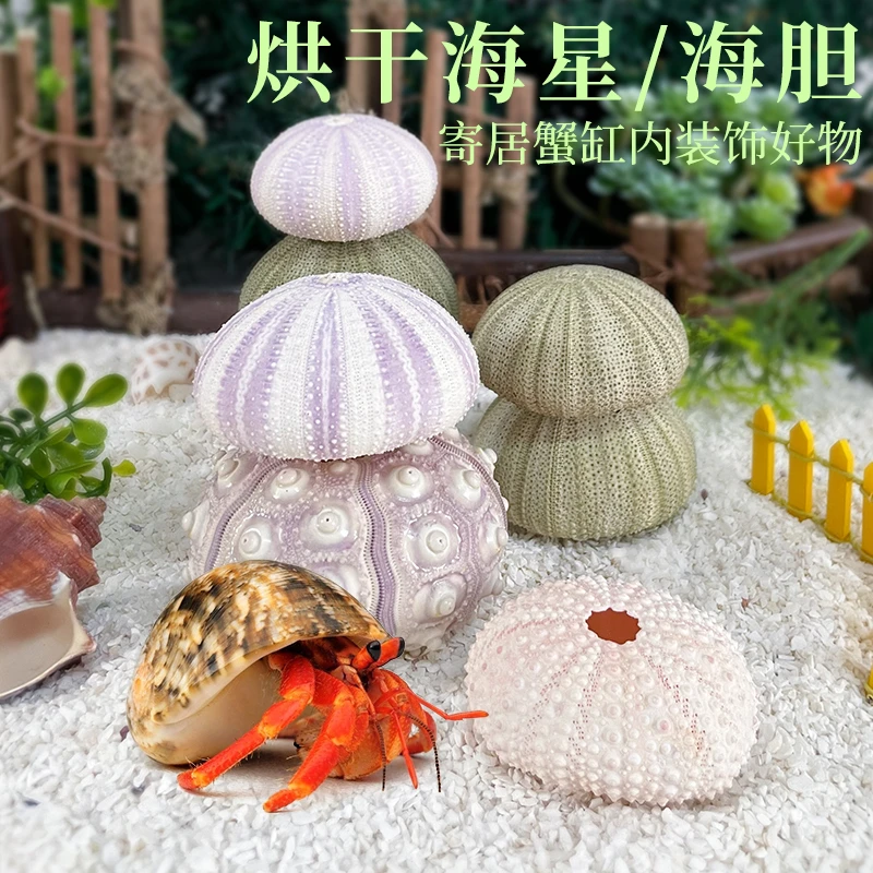 寄居蟹专用烘干海胆海星~造景装饰可食用补钙营养可爱造型