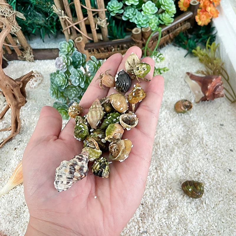 【直接下单 混装】懒人宠物寄居蟹小豆丁 观赏蟹陆生爬宠淡水