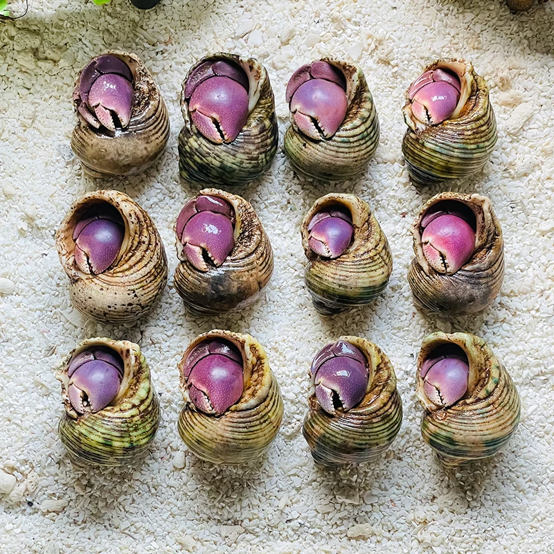 A051-A100印尼进口野生寄居蟹 陆生爬宠观赏蟹淡水蟹/A直播选拍