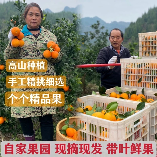 【自家果园】现摘现发高山种植阳光橙原生态高品质应季好吃重庆脐橙
