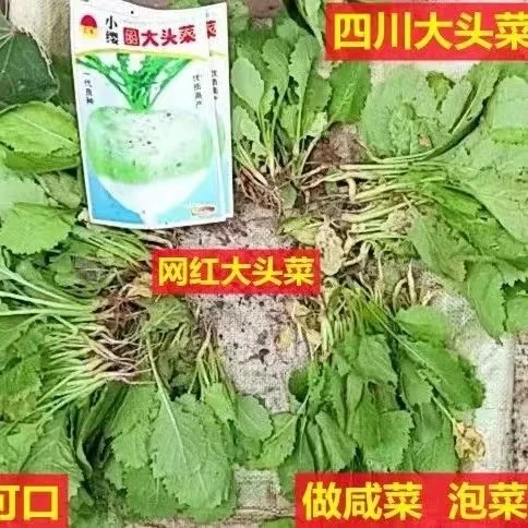 四川自贡本地网红大头菜小樱大头菜圆大头菜大头菜做咸菜泡菜苗