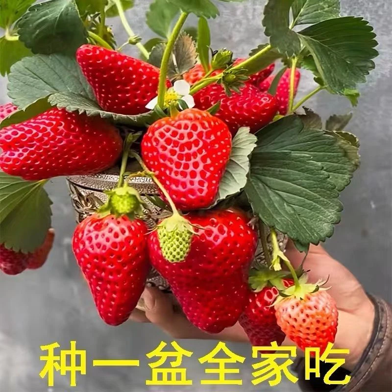 四季奶油草莓苗原土原盆室内外阳台南北方种植盆栽果树苗当年结果