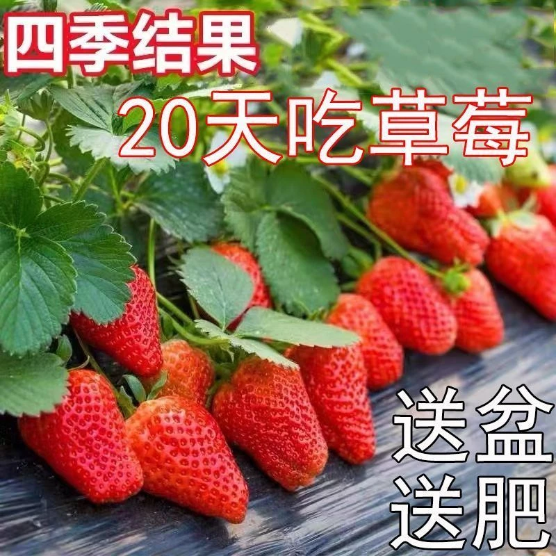 【20天结果】秧苗盆栽四季阳台种植南方北方种绿色易活草莓庭院植物