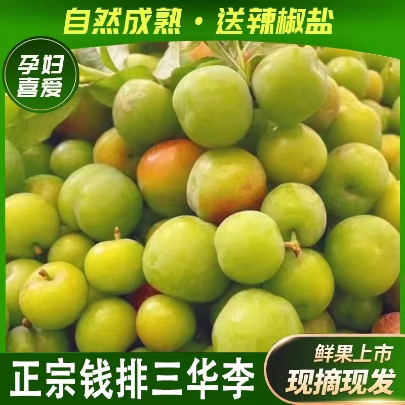 现货正宗广东茂名信宜钱排新鲜采摘酸脆三月李青李子早熟三华李