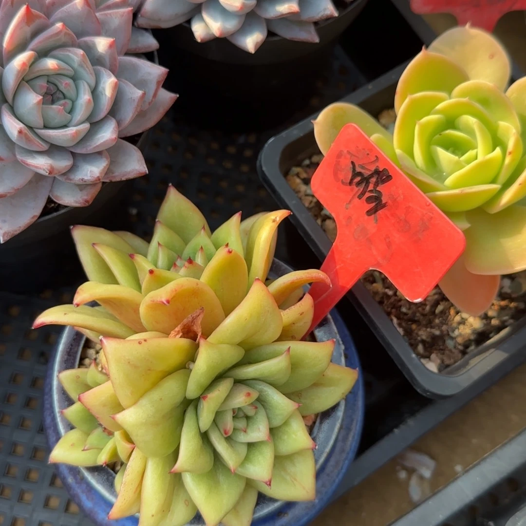 蔷薇玫瑰五十包邮