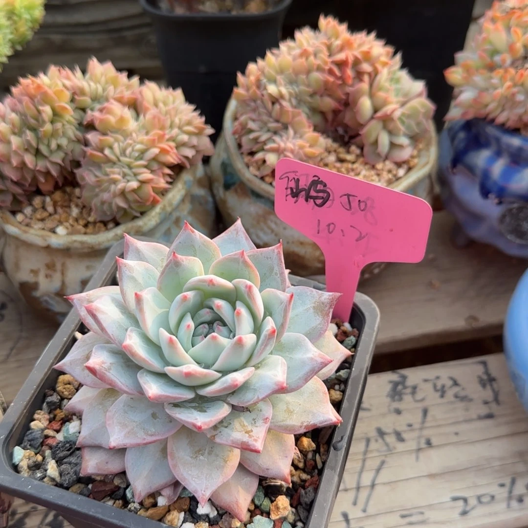 粉蓝鸟单头五十包邮