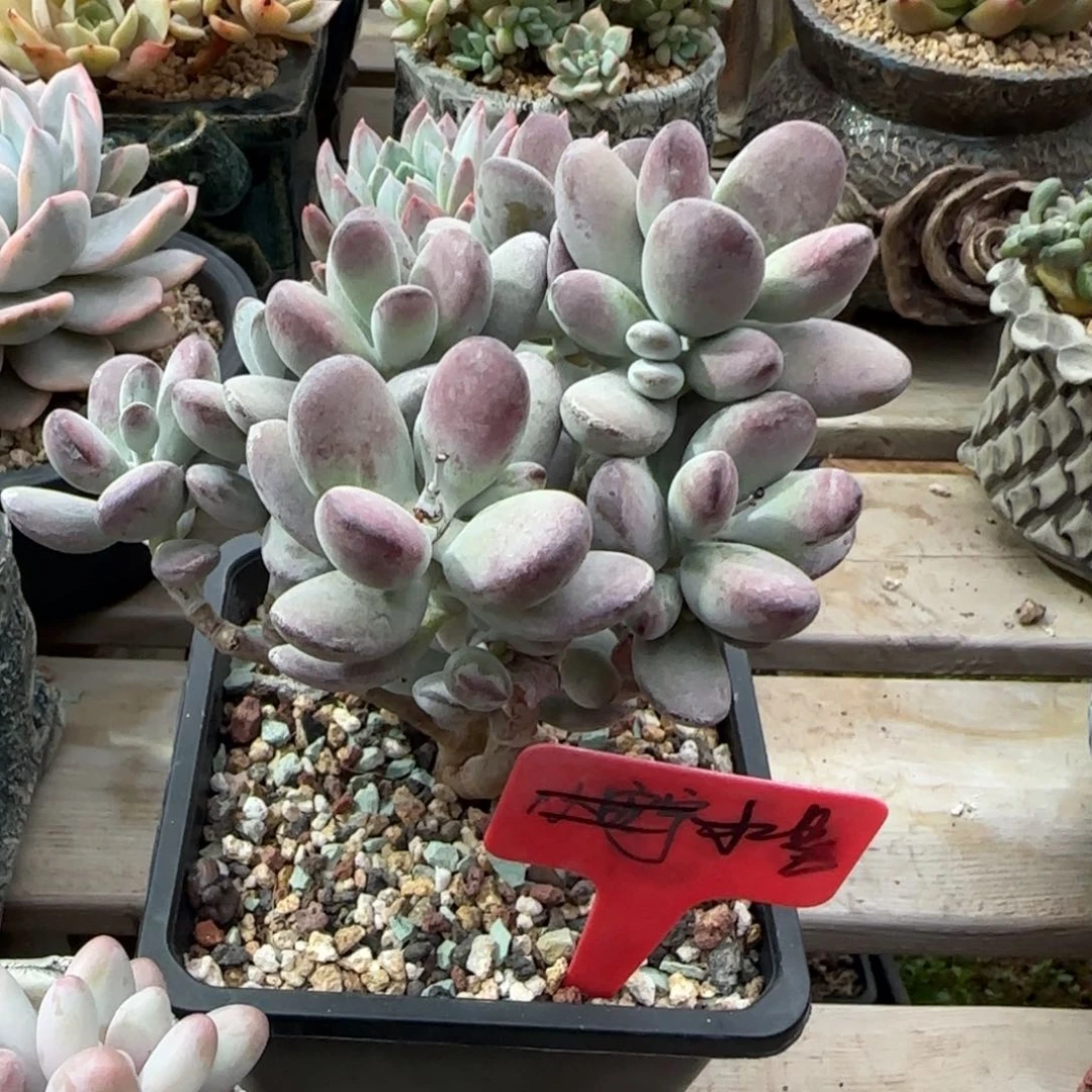 乒乓福娘多肉五十包邮