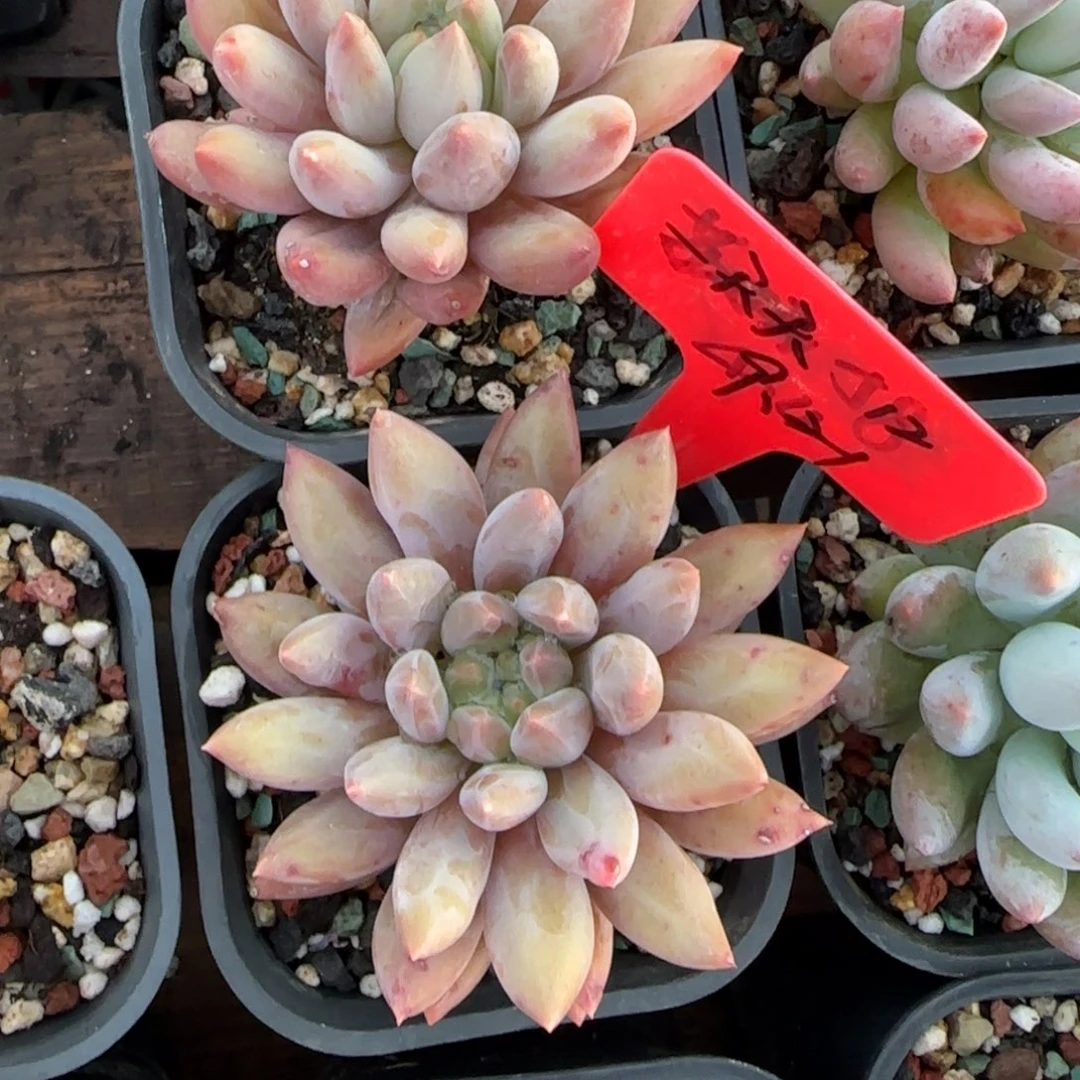 红蜻蜓单头多肉先生