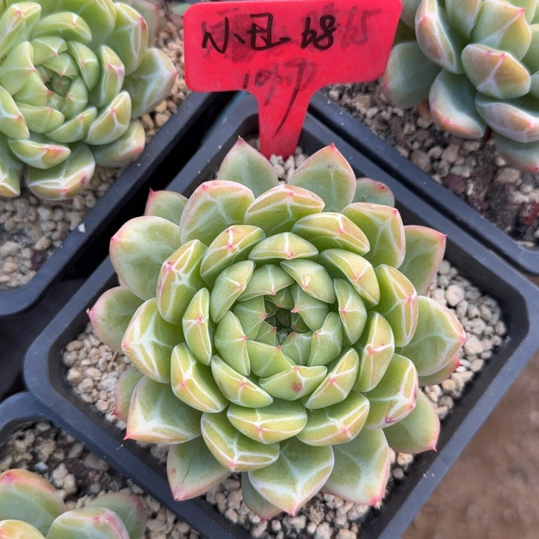 努****丑雪花珍妮多肉先生