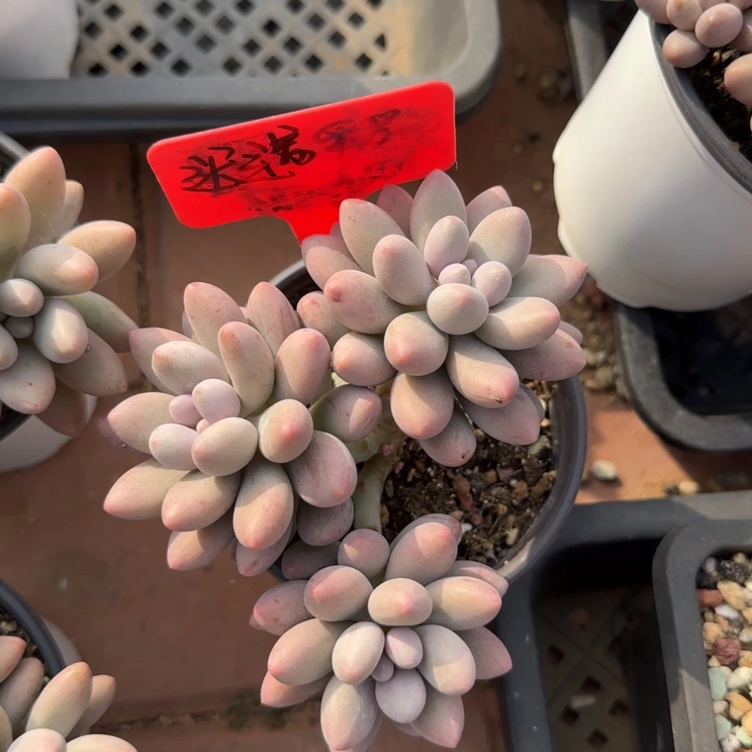 粉恋群生多肉先生