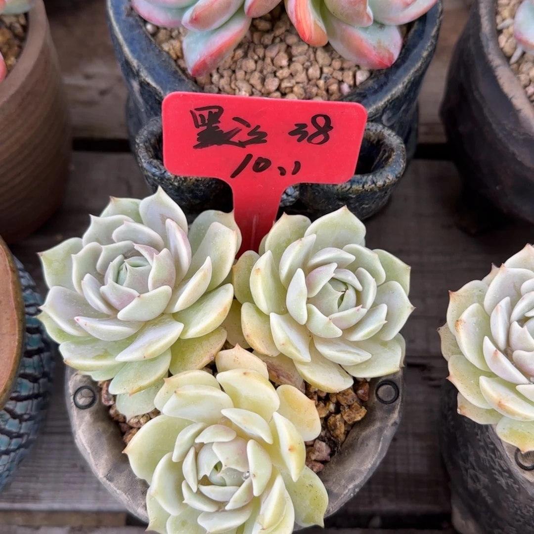 露娜莲三头多肉先生