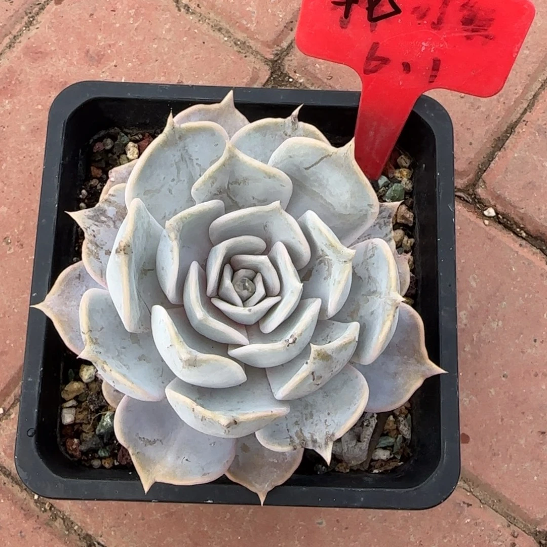 露西娜单头多肉先生