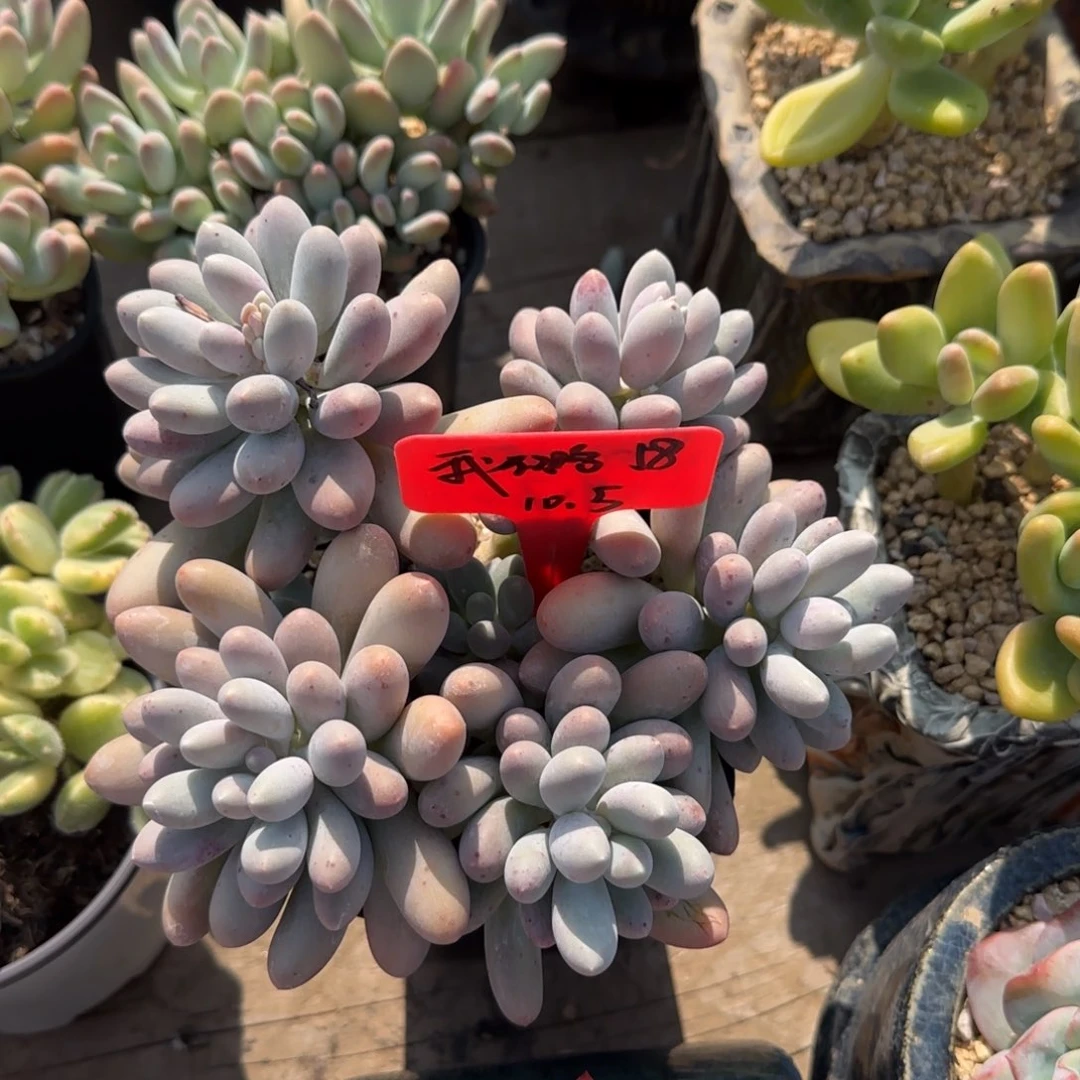 汤圆老桩多肉先生